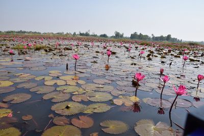 Pink lotus water lily in lake