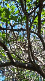 Low angle view of trees in forest against sky