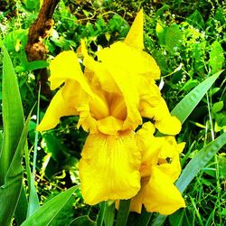 Close-up of yellow flowers