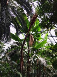 Low angle view of trees