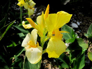 Close-up of yellow flowering plant