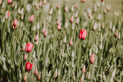 Close-up of red tulip flowers in field