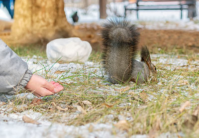 Person feeding bird on land