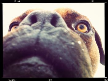 Close-up of an animal