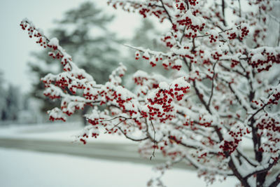 Close-up of cherry blossom tree during winter