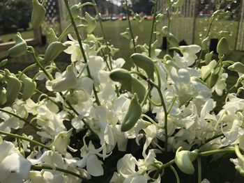 Close-up of white flowering plants