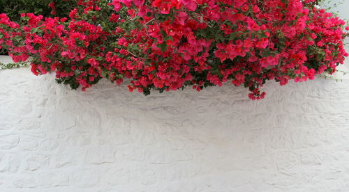 Close-up of red flowers blooming outdoors