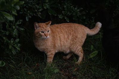 Portrait of a cat on field