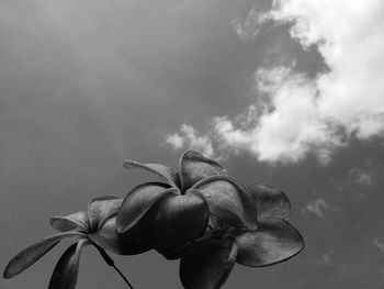 Low angle view of flowering plant against sky