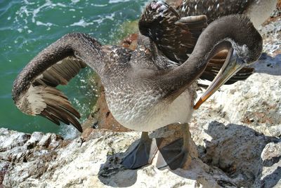 Close-up of birds on rock by sea