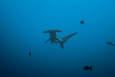 Fishes swimming in sea