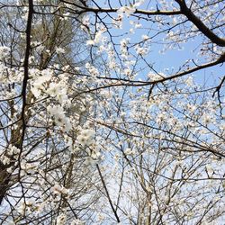 Low angle view of bare trees against sky