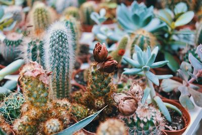 Close-up of succulent plant