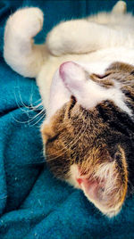 Close-up of cat sleeping