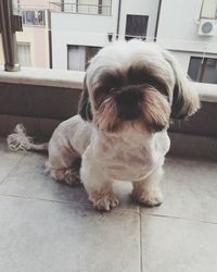 Close-up of dog sitting