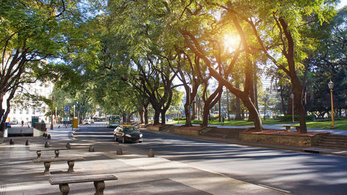 Trees in park