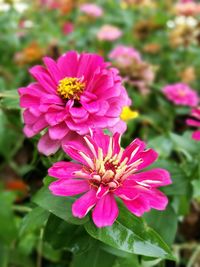 Close-up of honey bee on pink flower blooming outdoors