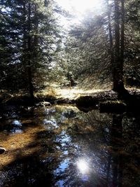 Sun shining through trees