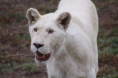 Close-up of goat on field