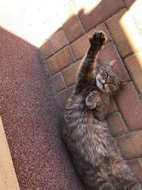 High angle view of cat relaxing outdoors