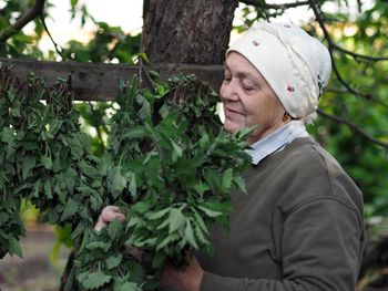 An elderly woman dries the beneficial plants of lemon balm for tea and use for treatment.