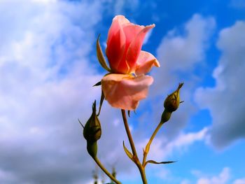 Close-up of honey bee on flowering plant against sky