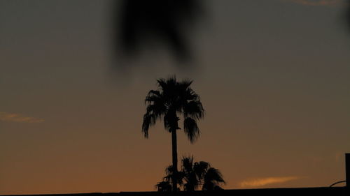 Silhouette palm trees at sunset