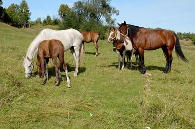 Horses grazing on field