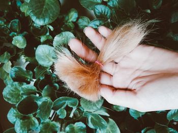 Close-up of hand holding plant