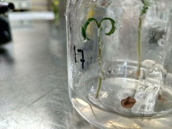 Close-up of drink on table