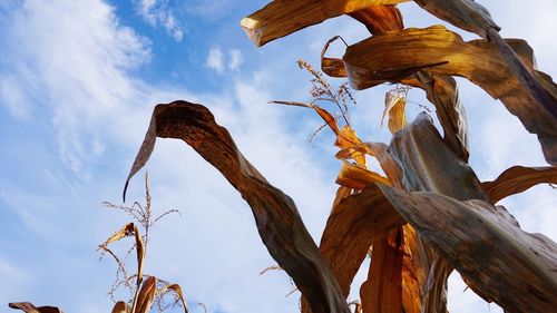 Low angle view of dead tree against sky