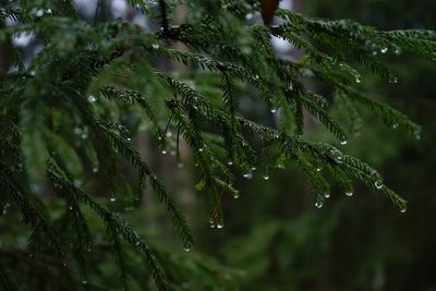 Close-up of water drops on plant