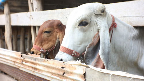 Close-up of horses in ranch