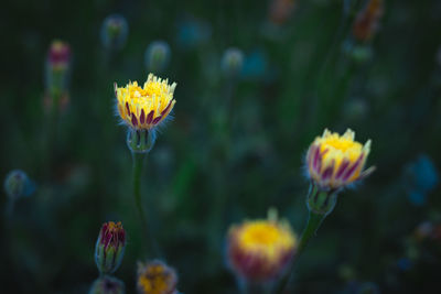 Close-up of yellow flowering plants on field