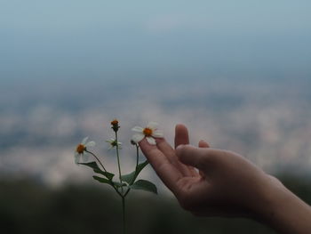 Midsection of person holding flowering plant against sky