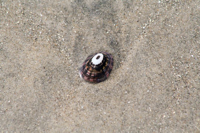 High angle view of shell on sand