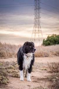 Dog against sky