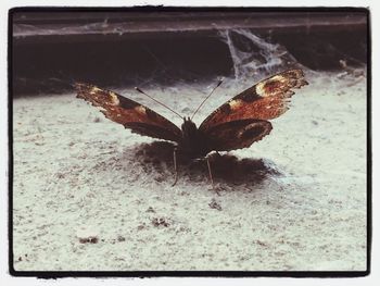 Close-up of insect