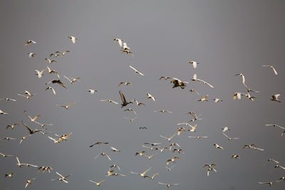 Low angle view of birds flying in sky