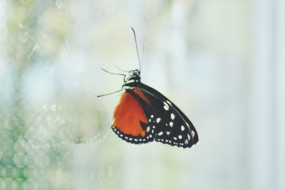 Close-up of butterfly