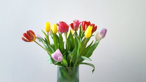 Close-up of tulips