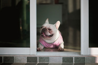 View of a dog looking away