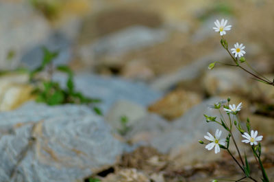 Close-up of white flowering plant