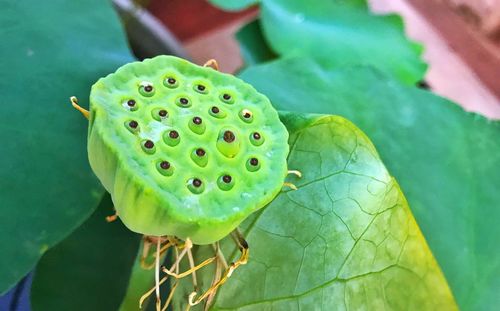 High angle view of lotus water lily