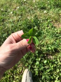 Hand holding plant