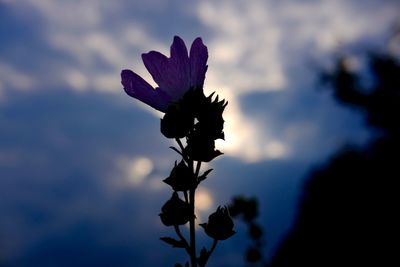 Close-up of plant against sky