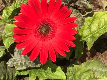 Close-up of red flower blooming outdoors