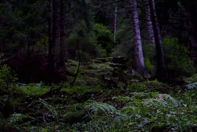 Trees in forest