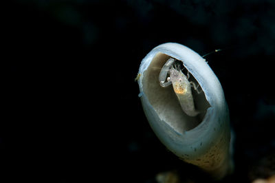 Close-up of snail