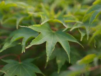 Close-up of green leaves on plant